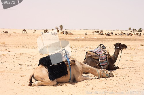 Image of camels