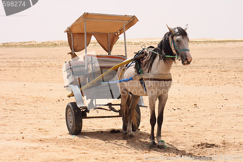 Image of horse in desert
