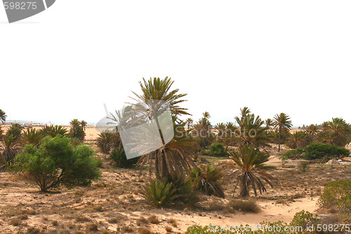 Image of plants in the desert 