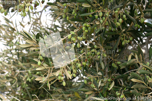 Image of olive tree