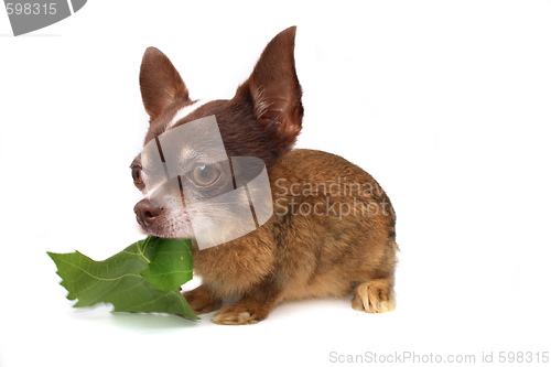 Image of rabbit or chihuahua