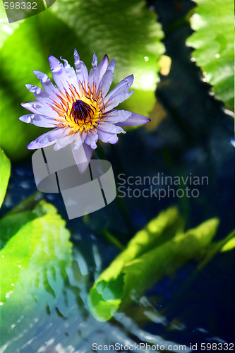 Image of Waterlily