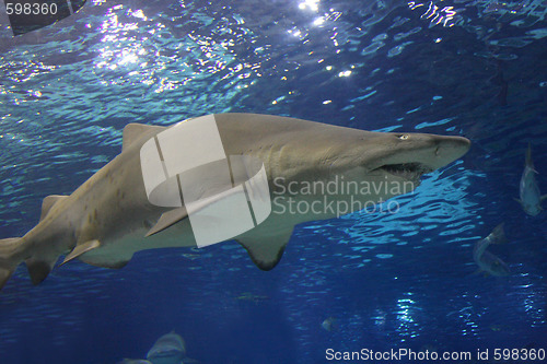 Image of shark 