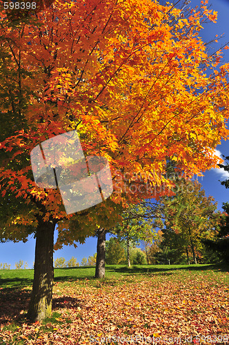 Image of Autumn maple tree