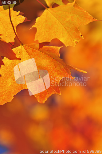 Image of Fall maple leaves