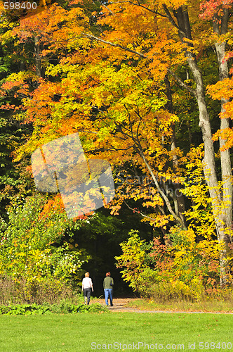 Image of Autumn maple tree