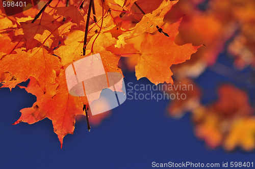 Image of Fall maple leaves
