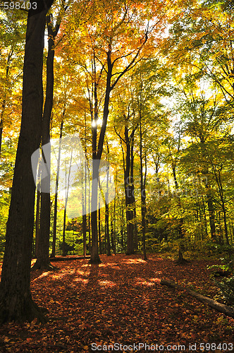 Image of Fall forest