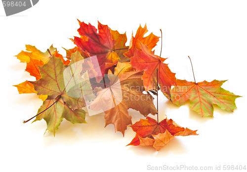 Image of Autumn leaves