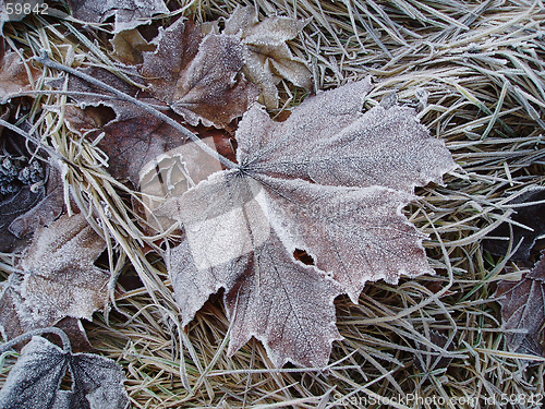 Image of Frosty leaves