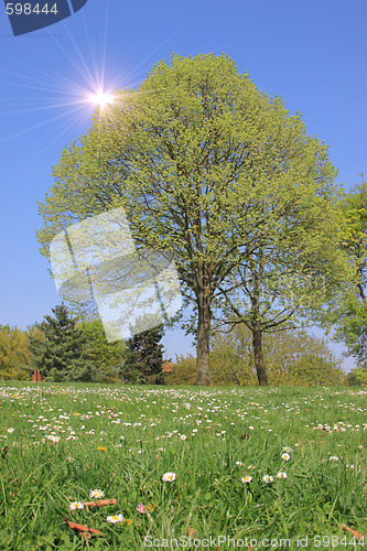Image of Summer landscape