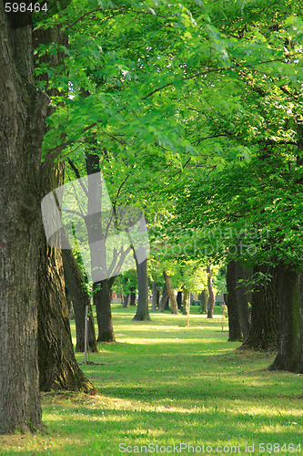 Image of green park