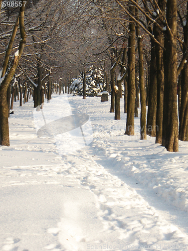 Image of path in wood