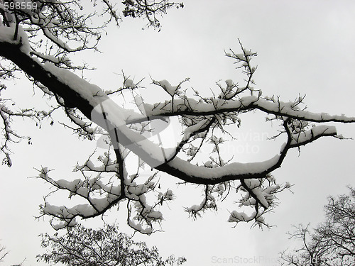 Image of snow hat on branch of a tree