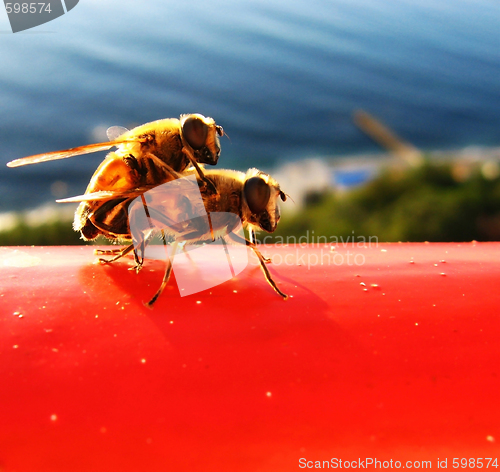 Image of Bees on rest