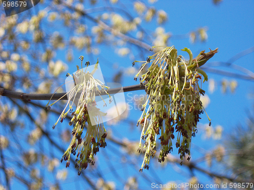 Image of buds on tree