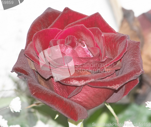 Image of Rose