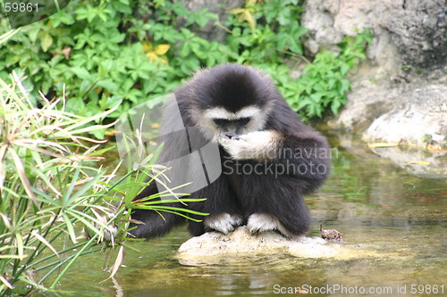 Image of Drinking monkey