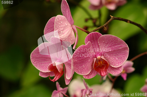 Image of Orchid