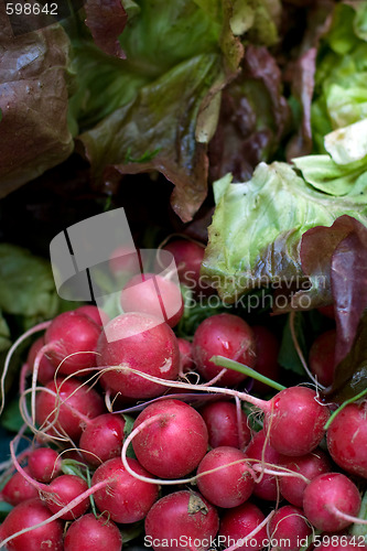 Image of Red radish