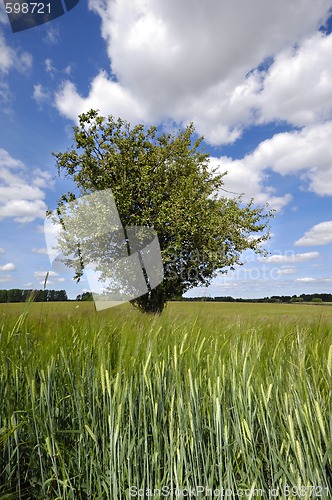 Image of Tree in corn field