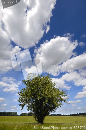 Image of Tree in corn field