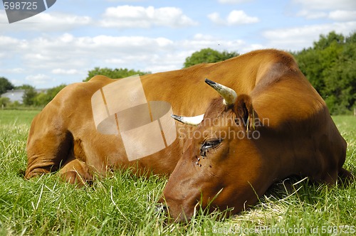 Image of Resting cow