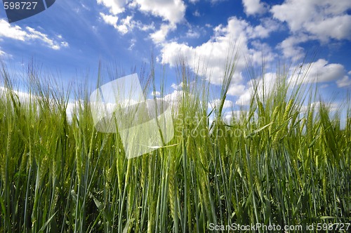 Image of Corn and clouds