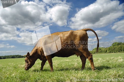 Image of Cow eating grass