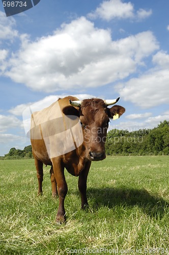 Image of Cow on field