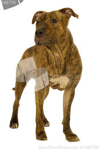 Image of Staffordshire terrier dog
