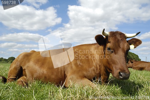 Image of Resting cow