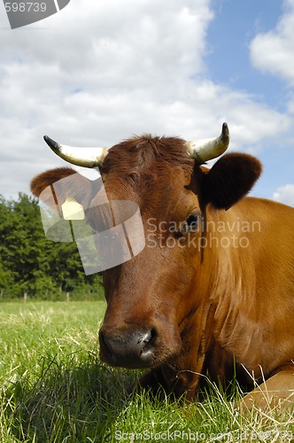 Image of Cow face