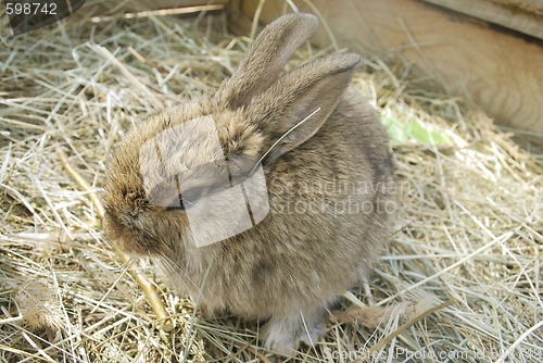 Image of small rabbit