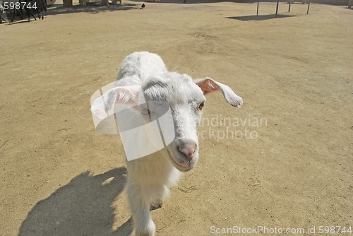 Image of blanching nanny goat