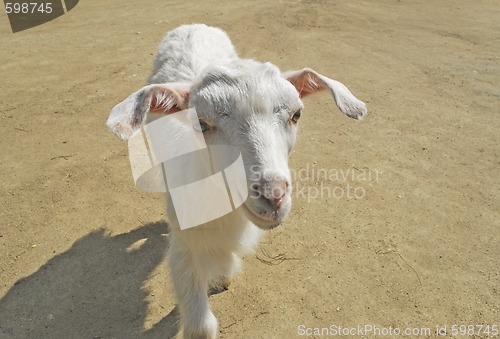 Image of blanching nanny goat