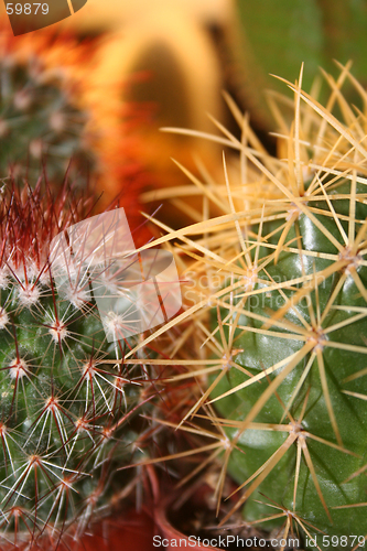 Image of Cactus