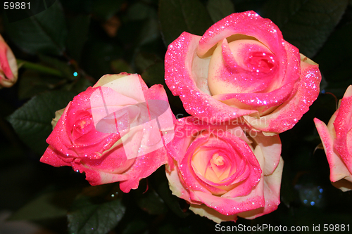 Image of Rose