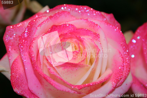 Image of Rose