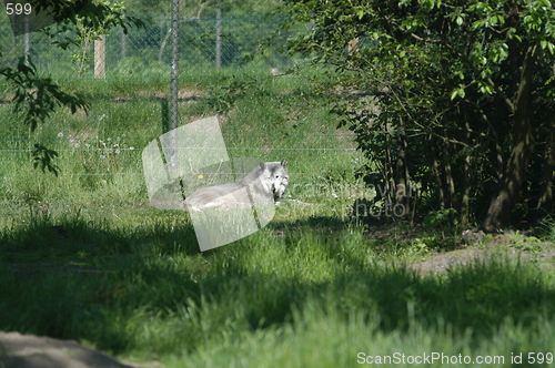 Image of Resting Wolf 3
