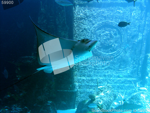 Image of Graceful Sting Ray