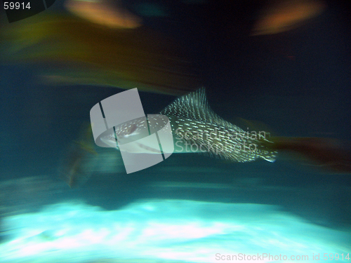 Image of Spotted Leopard Sting Ray in Motion