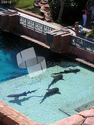 Image of Sharks seen from above