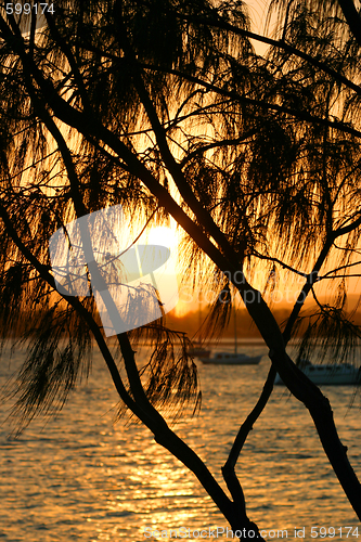 Image of Casuarina Against The Sun 2