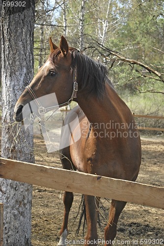 Image of stallion in roundup