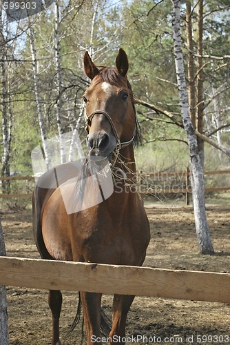 Image of stallion in roundup