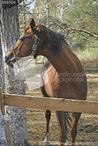 Image of stallion in roundup