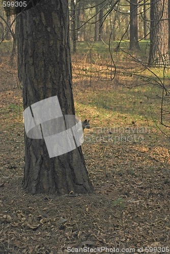 Image of squirrel on stem of the pine