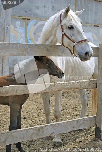 Image of mare with foal