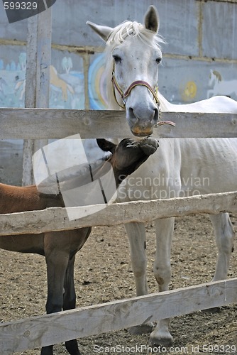 Image of mare with foal